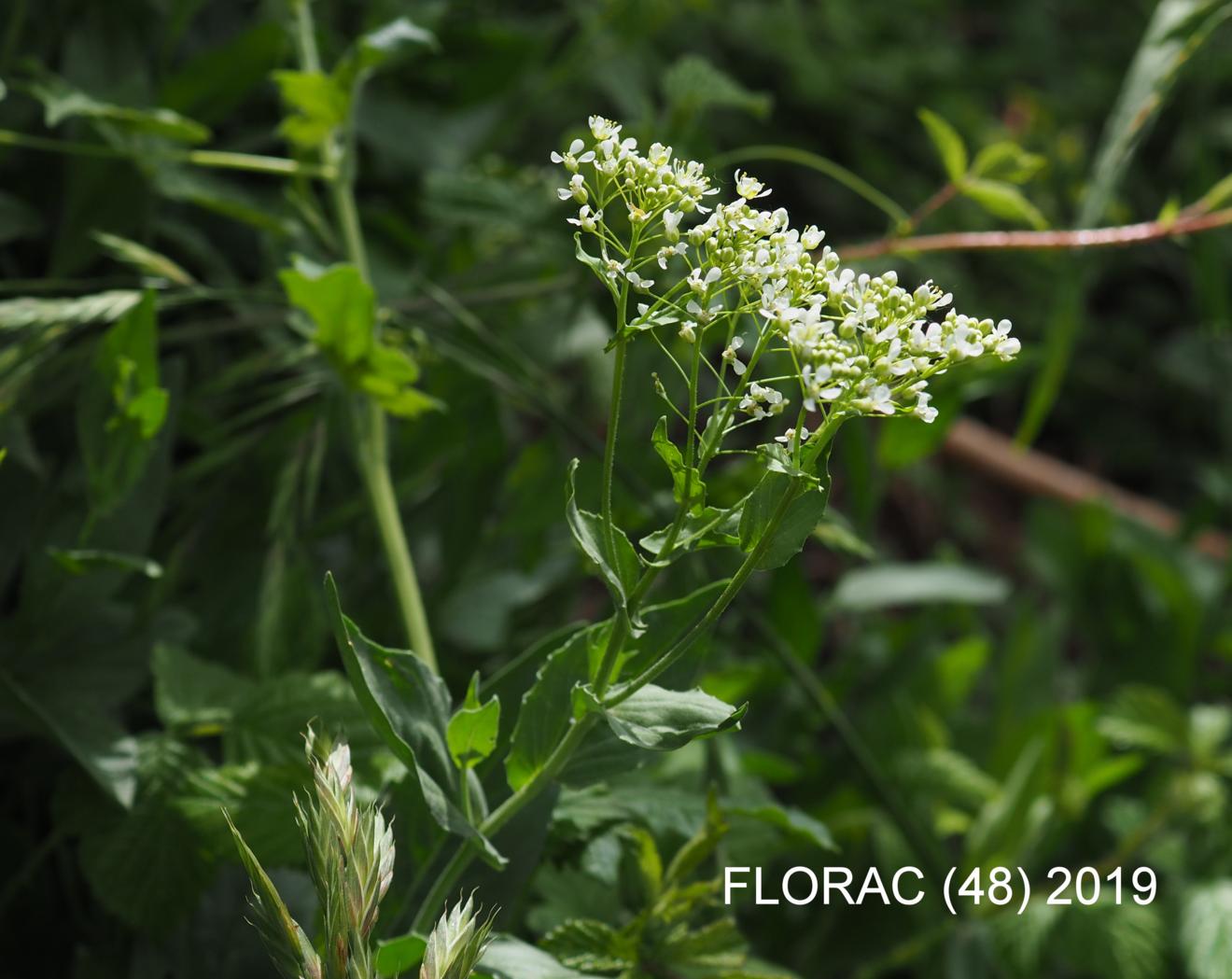 Pepperwort, Hoary